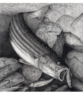 On the Rocks Striped Bass